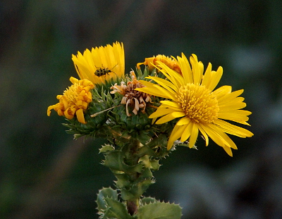[Close view of a plant with four yellow blooms at the top. The edges of the lobed leaves are serated. A yellow and black bug is on the edges of one bloom whose petals point straight up. Another bloom is fully opened and the many thin, yellow petals fold away from the center which contains probably a hundred yellow-topped tendrils.]